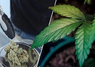 Los expertos predicen la transformación de la industria del cannabis en 2024