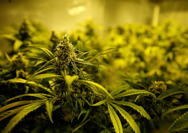 ola de firmas europeas de cannabis para cotizar en 2020, dice un analista