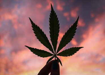 Mercado de envases de marihuana medicinal: Pronóstico global para 2031
