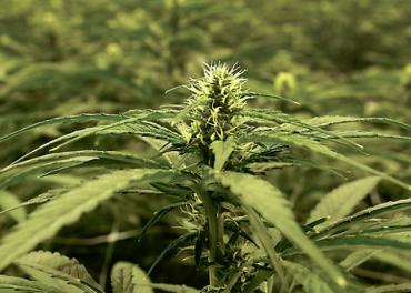 La corte levanta la orden judicial sobre las licencias de cannabis en la mayoría de las regiones de Nueva York