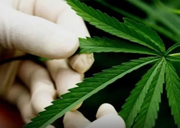 ¡Laos declara legal el tratamiento médico con marihuana y CBD! Producción y venta aprobadas de marihuana, cosméticos de CBD y bebidas con fines médicos