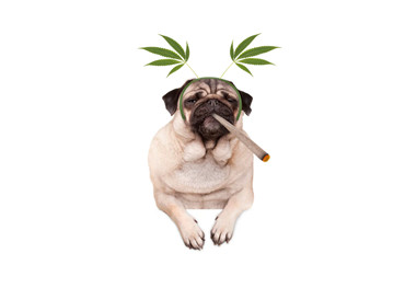 ¿Pueden los animales drogarse con cannabis?