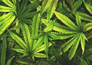 Minnesota comenzará a realizar pruebas de deterioro del cannabis en carretera
    