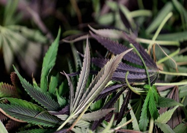 Nuevos pedidos para que se financie el cannabis medicinal, ya que un estudio informa sobre el alivio del dolor