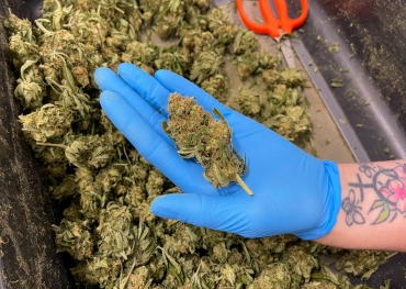 Millones de materiales de embalaje de cannabis fraudulentos incautados por las autoridades de California