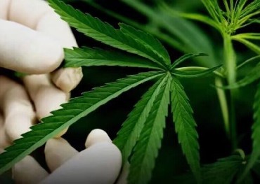 Otro estado de los Estados Unidos que aterrizó en la legalización de la marihuana, Minnesota se convirtió en el estado número 23 en legalizar el uso de marihuana en adultos.
    