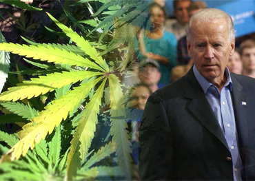 después de la elección Joe Biden probablemente promueve la legalización del cannabis a nivel federal