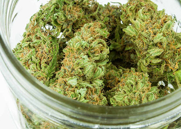 ¿Cuánto tiempo puede durar la marihuana seca si se almacena correctamente en un frasco de vidrio?
    
