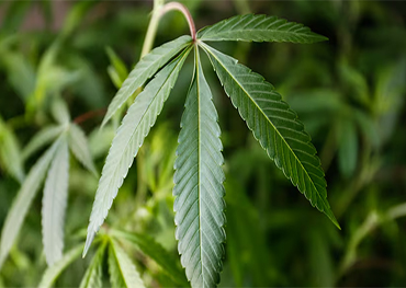 Amendment 3: Florida’s recreational marijuana ballot measure, explained