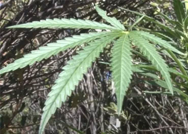 California confiscó 353 millones de dólares en marihuana, incluidas más de 9.000 plantas en San Diego