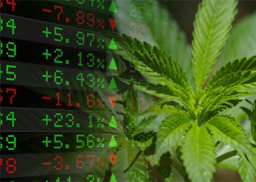 Cannabis Packaging American Cannabis Stocks Extended Big 2020 Ganancias por elevación 23% en enero 2021 