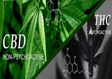 La FDA de Estados Unidos revisó las investigaciones sobre el cannabis en los últimos 50 años y reexaminó y evaluó las investigaciones futuras sobre los derivados del cannabis y el CBD.
    