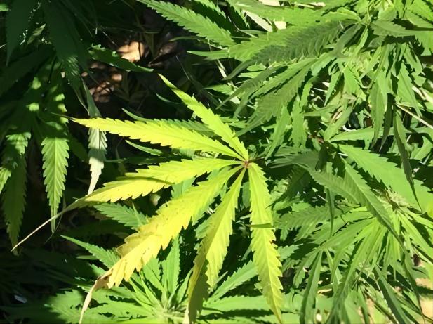 La marihuana cuestiona el proyecto de ley que regresa a la asamblea general de TN