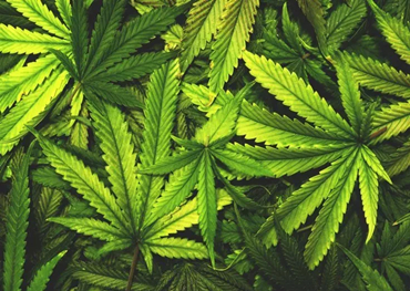 Se espera que el valor de venta de la marihuana recreativa legal en California alcance .59 mil millones para 2025.
